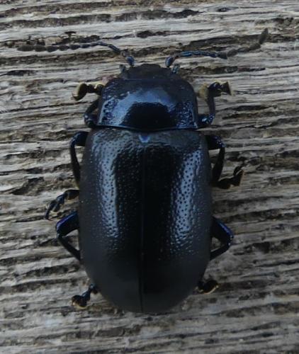 Oreina alpestris